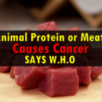Animal Protein or Meat Causes Cancer Says W.H.O